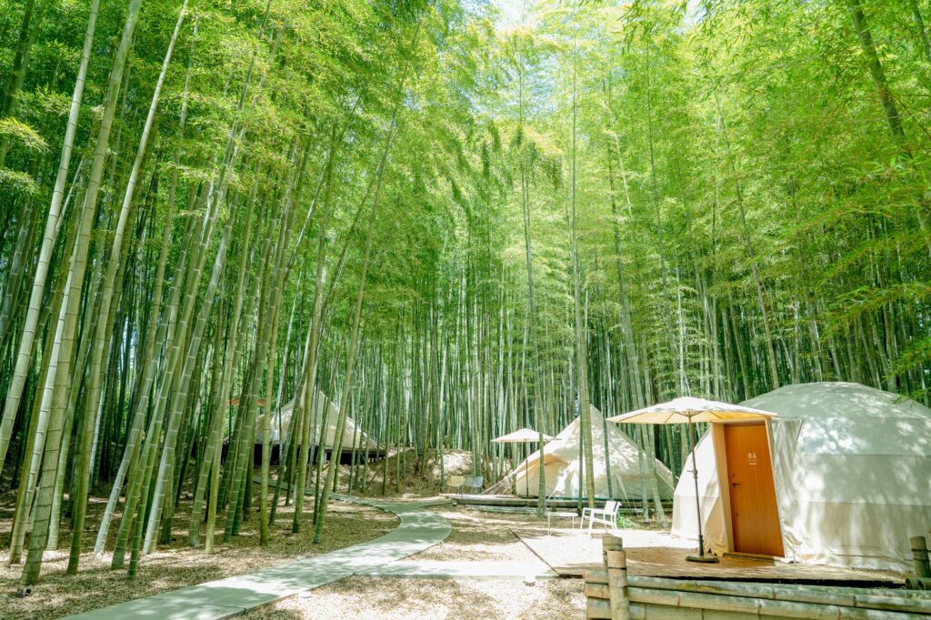 ＴＨＥ　ＢＡＭＢＯＯ　ＦＯＲＥＳＴ